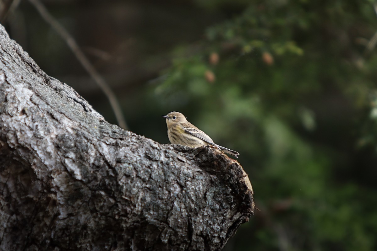Yellow-rumped Warbler - ML643702871