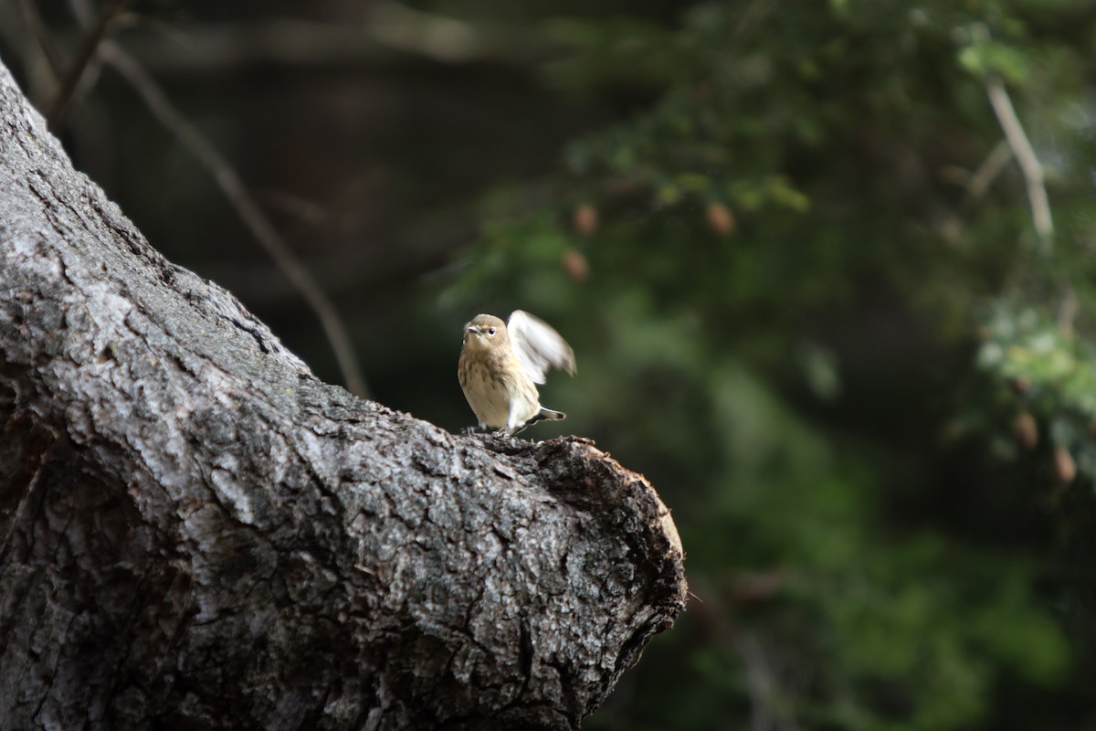 Yellow-rumped Warbler - ML643702872