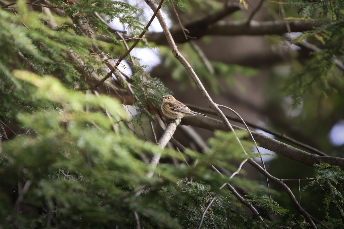 Yellow-rumped Warbler - ML643702873