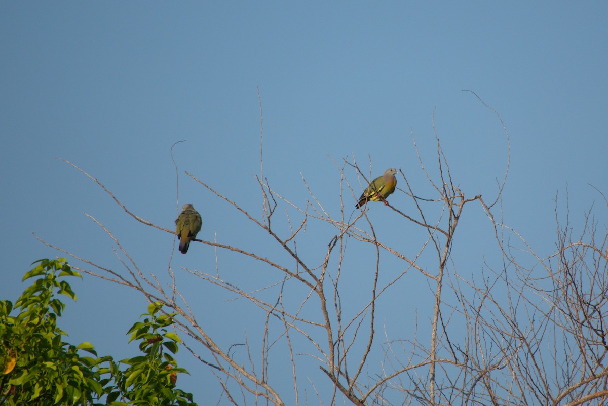 Orange-breasted Green-Pigeon - ML643702876