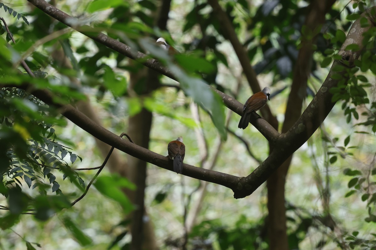 White-crested Laughingthrush - ML643702881
