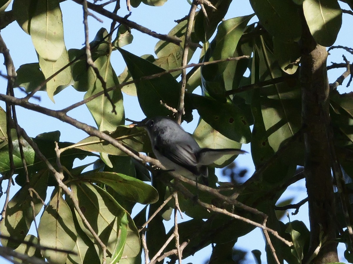 Blue-gray Gnatcatcher (Eastern) - ML643702883