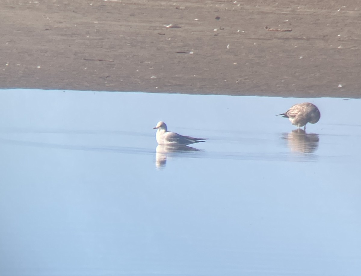 Short-billed Gull - ML643702884