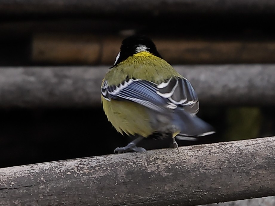 Mésange montagnarde - ML643702900