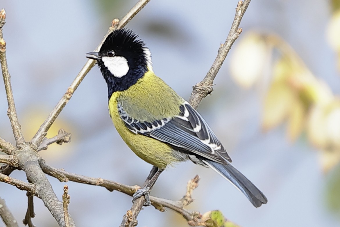 Mésange montagnarde - ML643702902