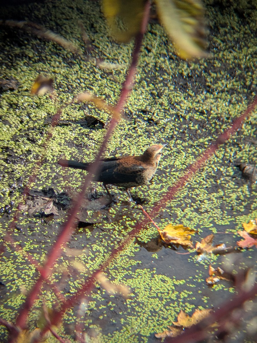 Rusty Blackbird - ML643702907
