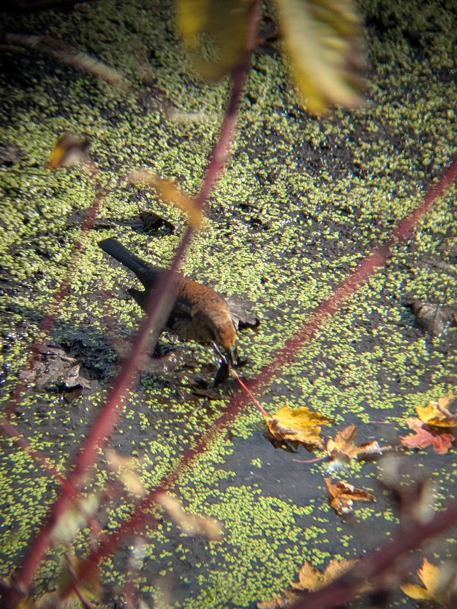 Rusty Blackbird - ML643702908