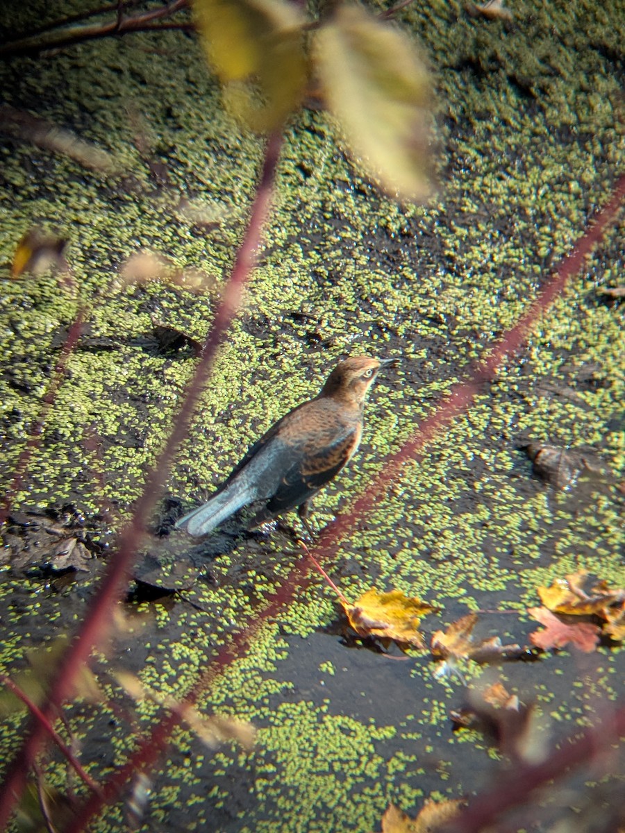 Rusty Blackbird - ML643702909