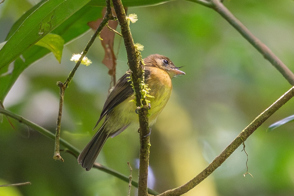 tyranovec sírovokostřecový - ML643702914