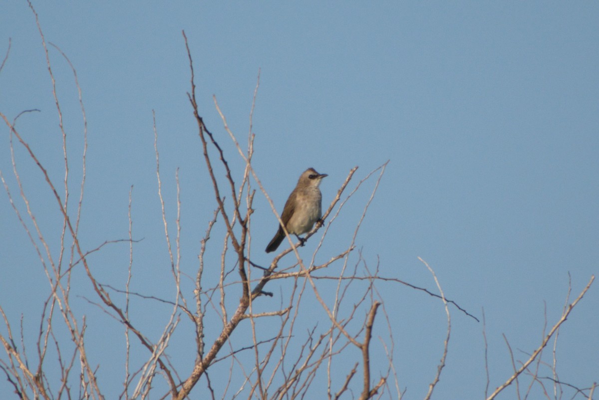 Yellow-vented Bulbul - ML643702919