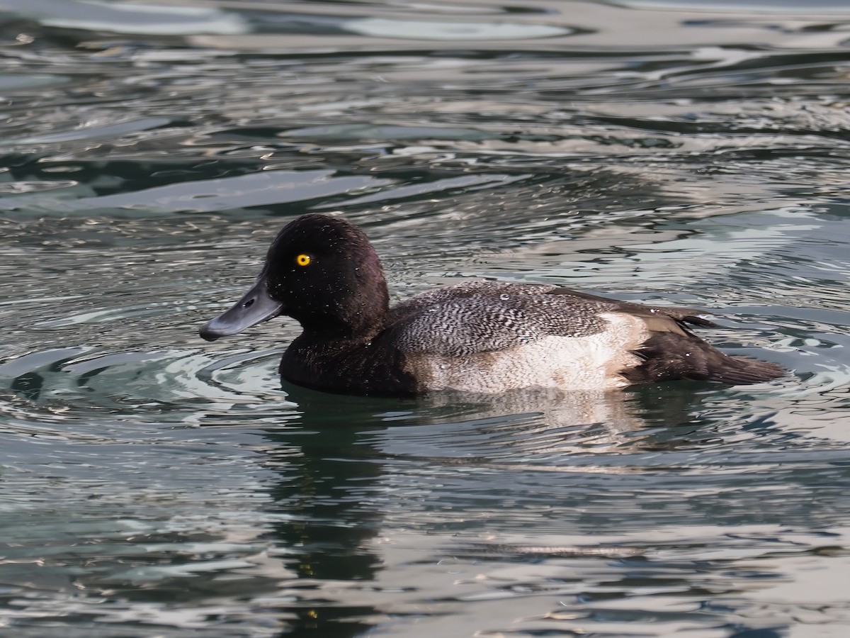 Lesser Scaup - ML643702933
