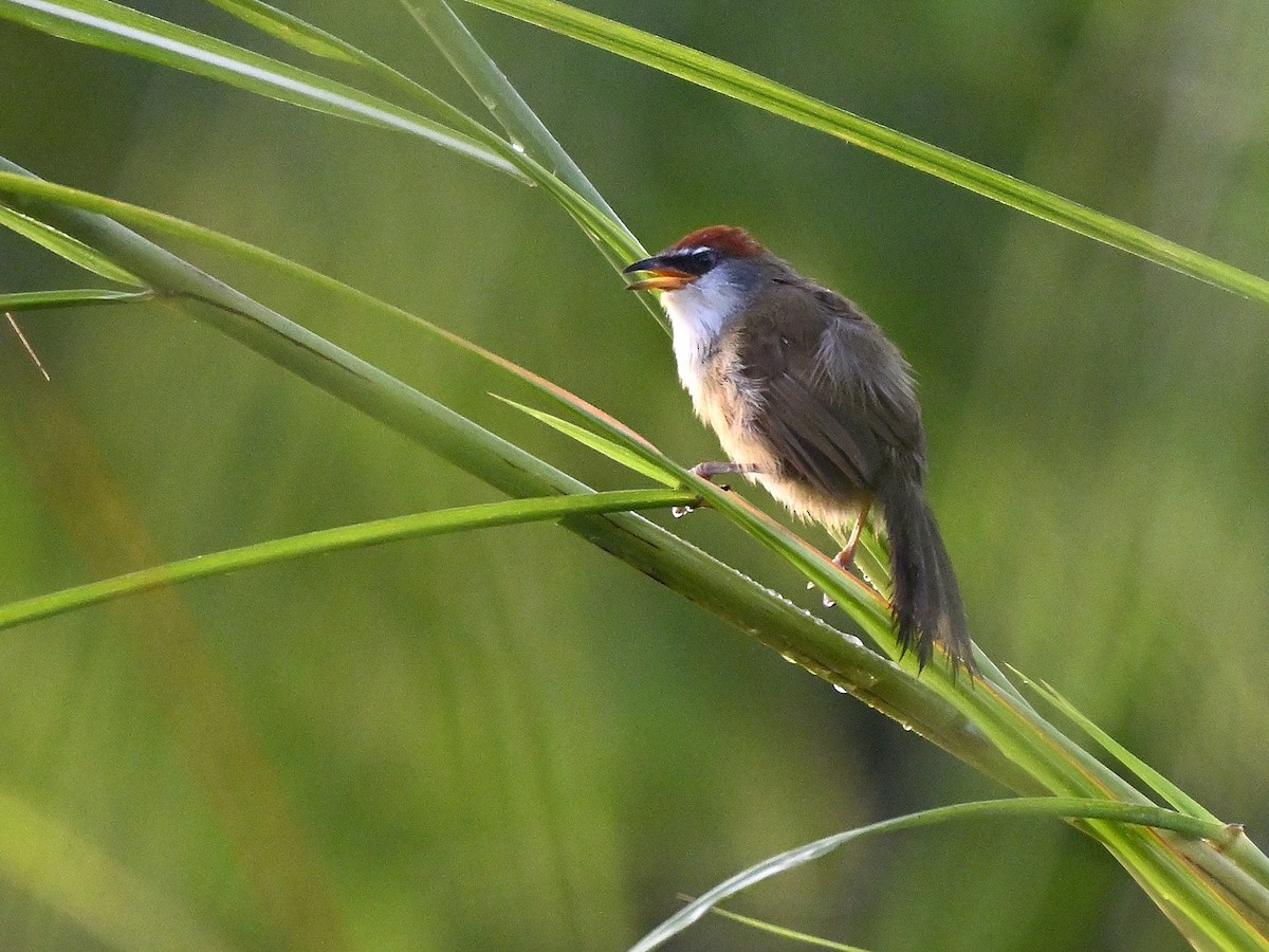 Chestnut-capped Babbler - ML643702946