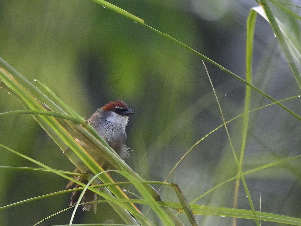 Chestnut-capped Babbler - ML643702947