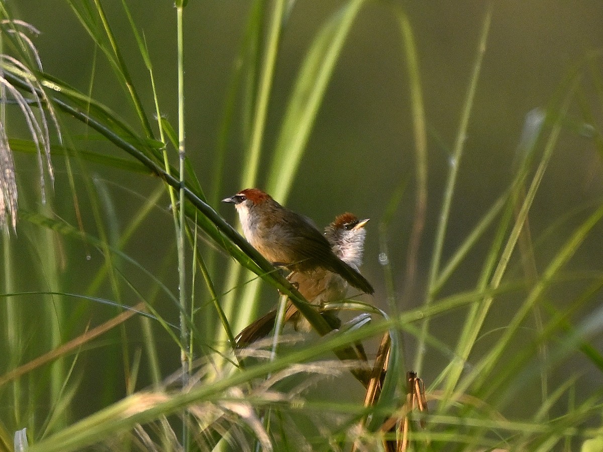 Chestnut-capped Babbler - ML643702948