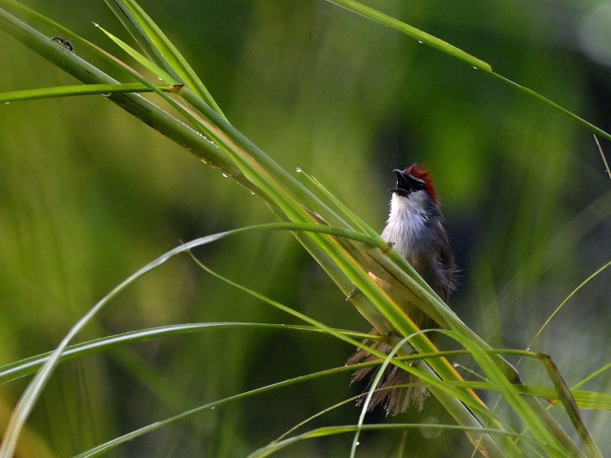 Chestnut-capped Babbler - ML643702949