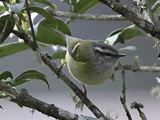 Buff-barred Warbler - ML643702959