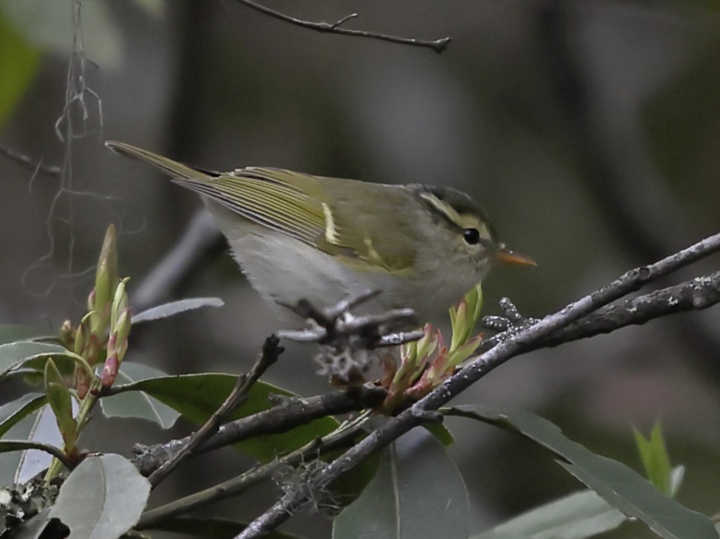 Buff-barred Warbler - ML643702960