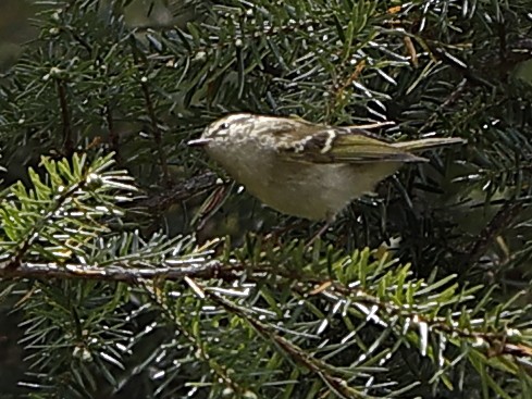 Buff-barred Warbler - ML643702961
