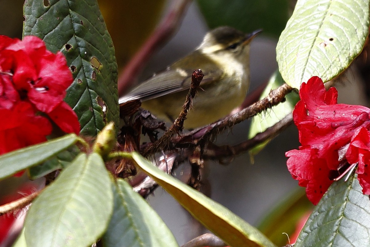 Buff-barred Warbler - ML643702962
