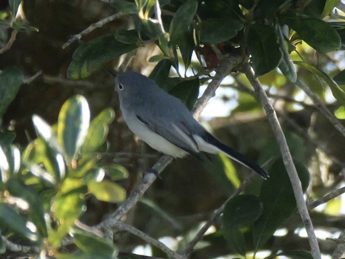Blue-gray Gnatcatcher (Eastern) - ML643702970
