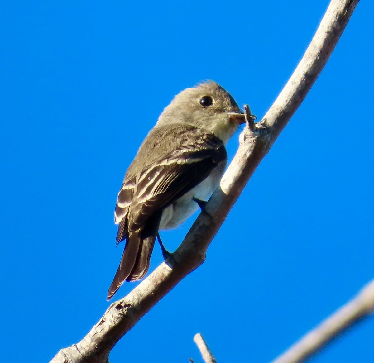 Western Wood-Pewee - ML643702979