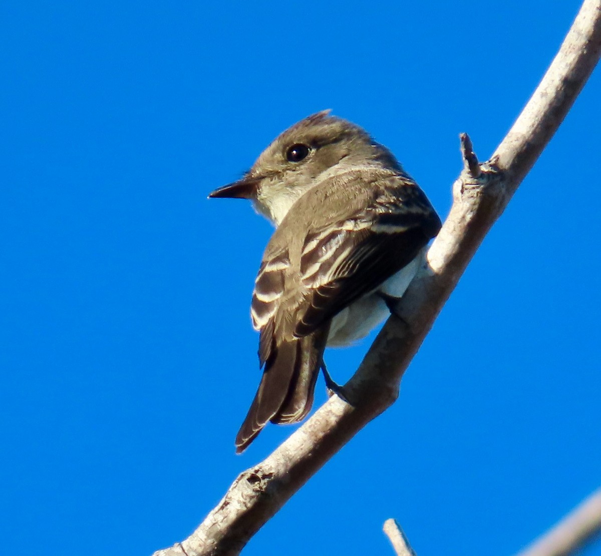 Western Wood-Pewee - ML643702980
