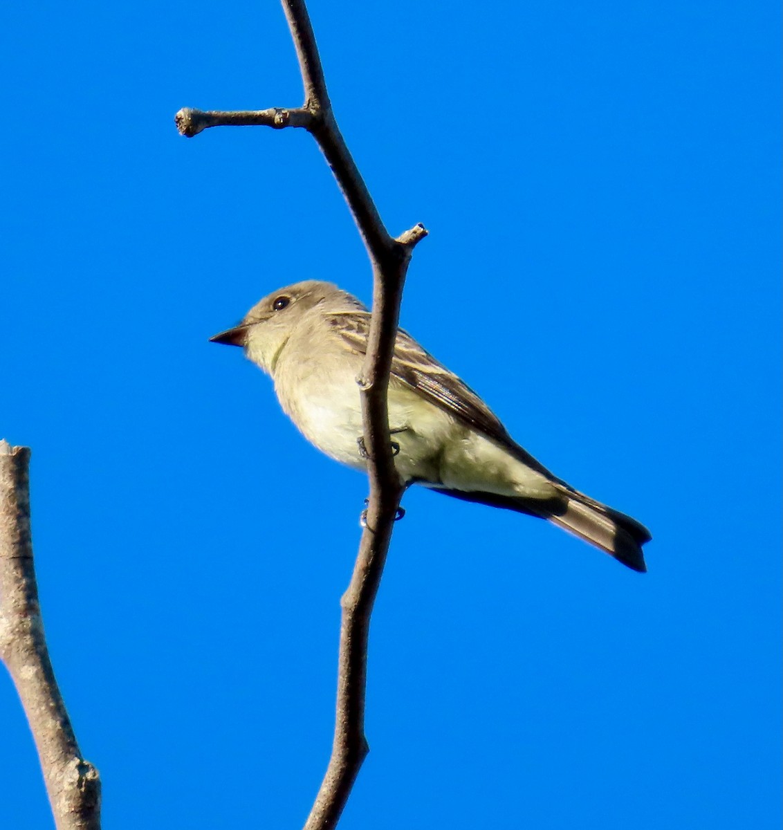 Western Wood-Pewee - ML643702981