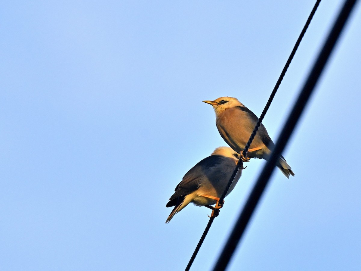Vinous-breasted Myna - ML643702996