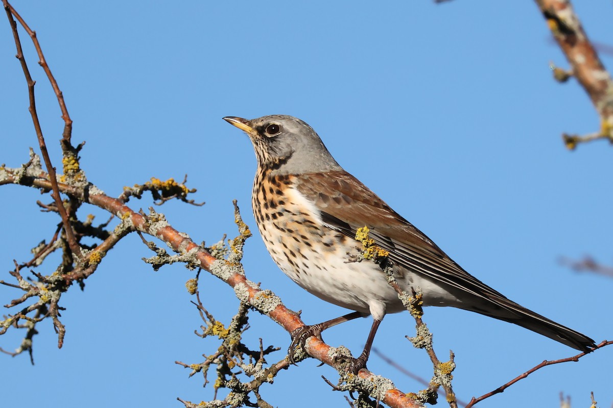 Дуулгат хөөндэй - ML643703006