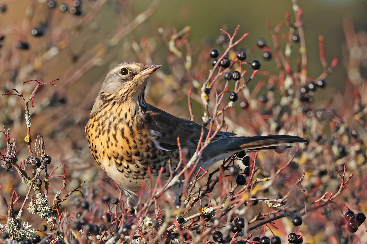 Дуулгат хөөндэй - ML643703008