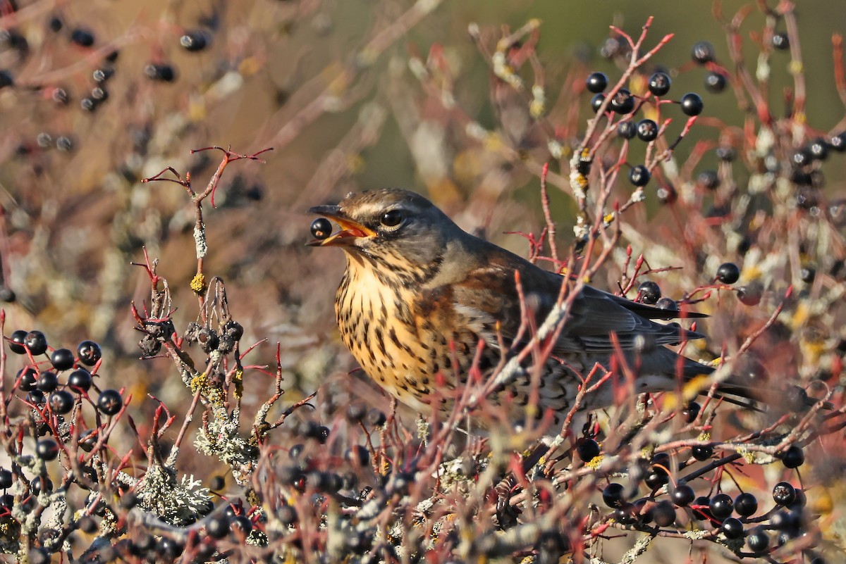 Дуулгат хөөндэй - ML643703009