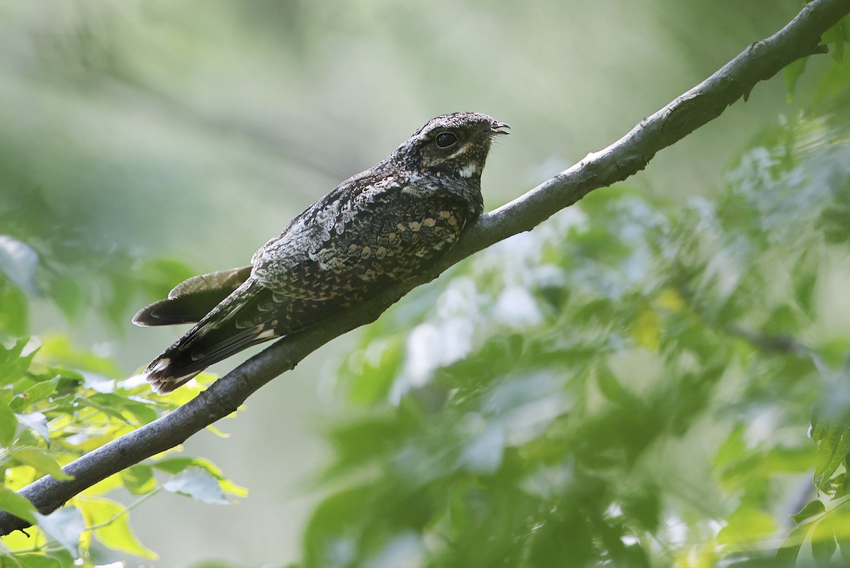 Gray Nightjar - ML643703015