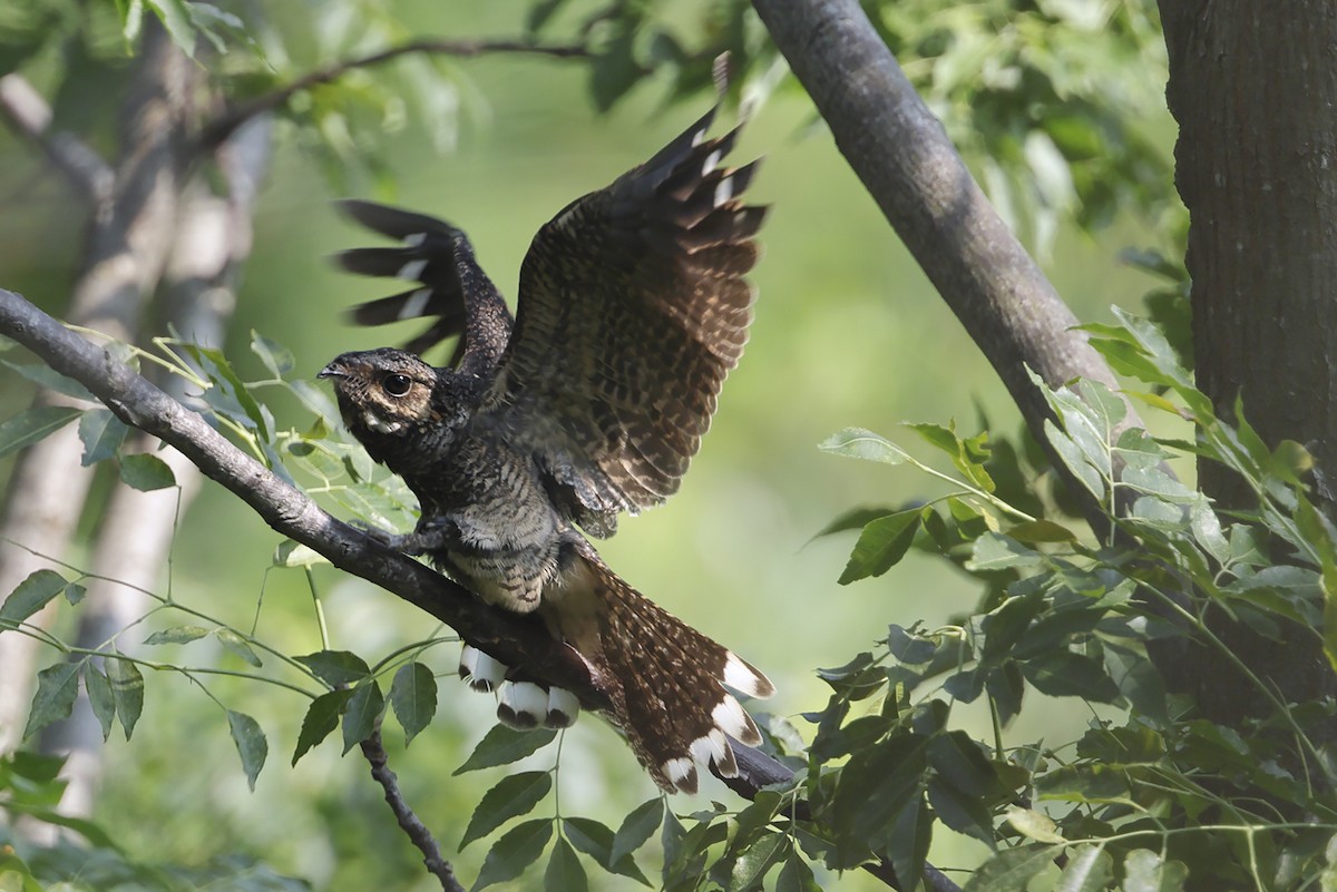 Gray Nightjar - ML643703016