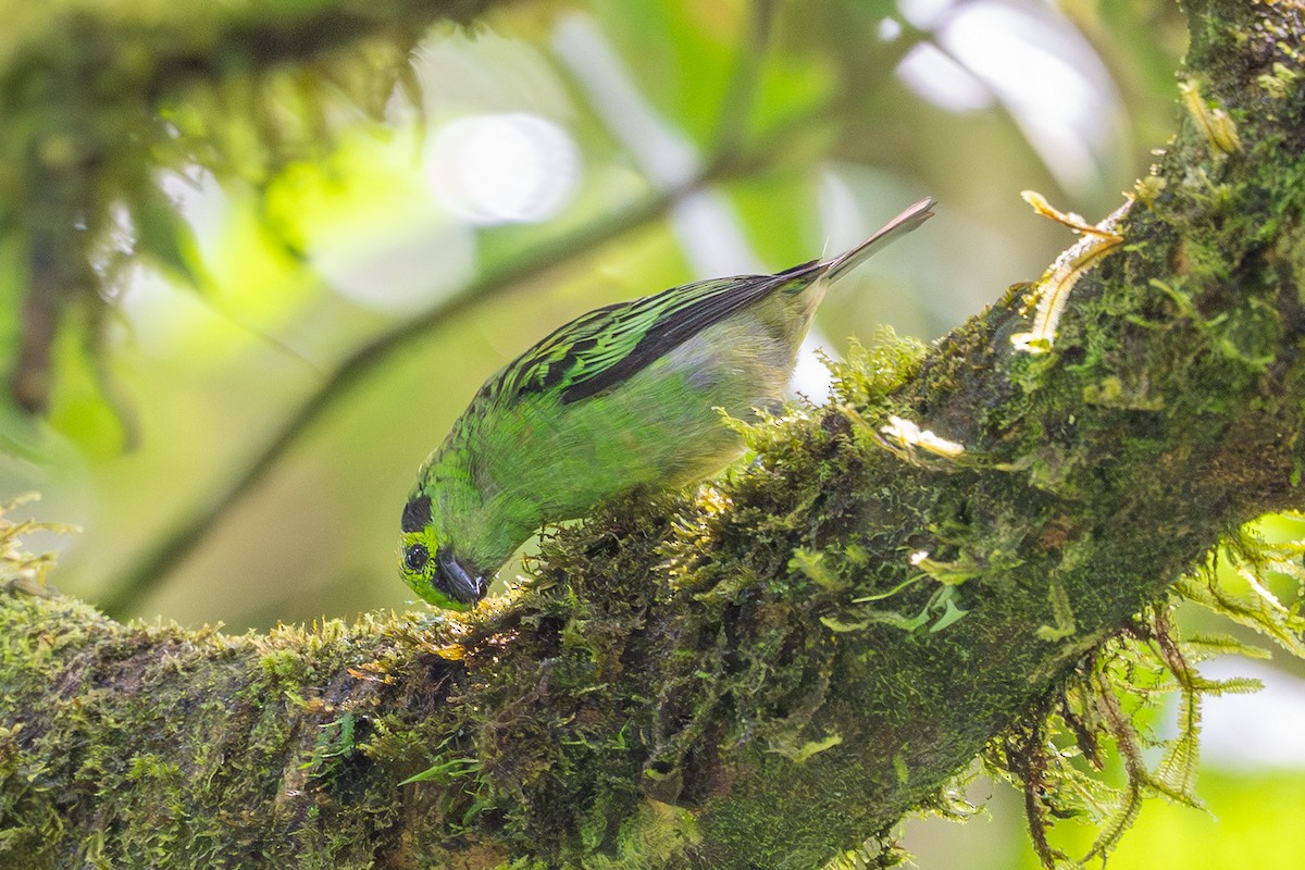Emerald Tanager - ML643703020