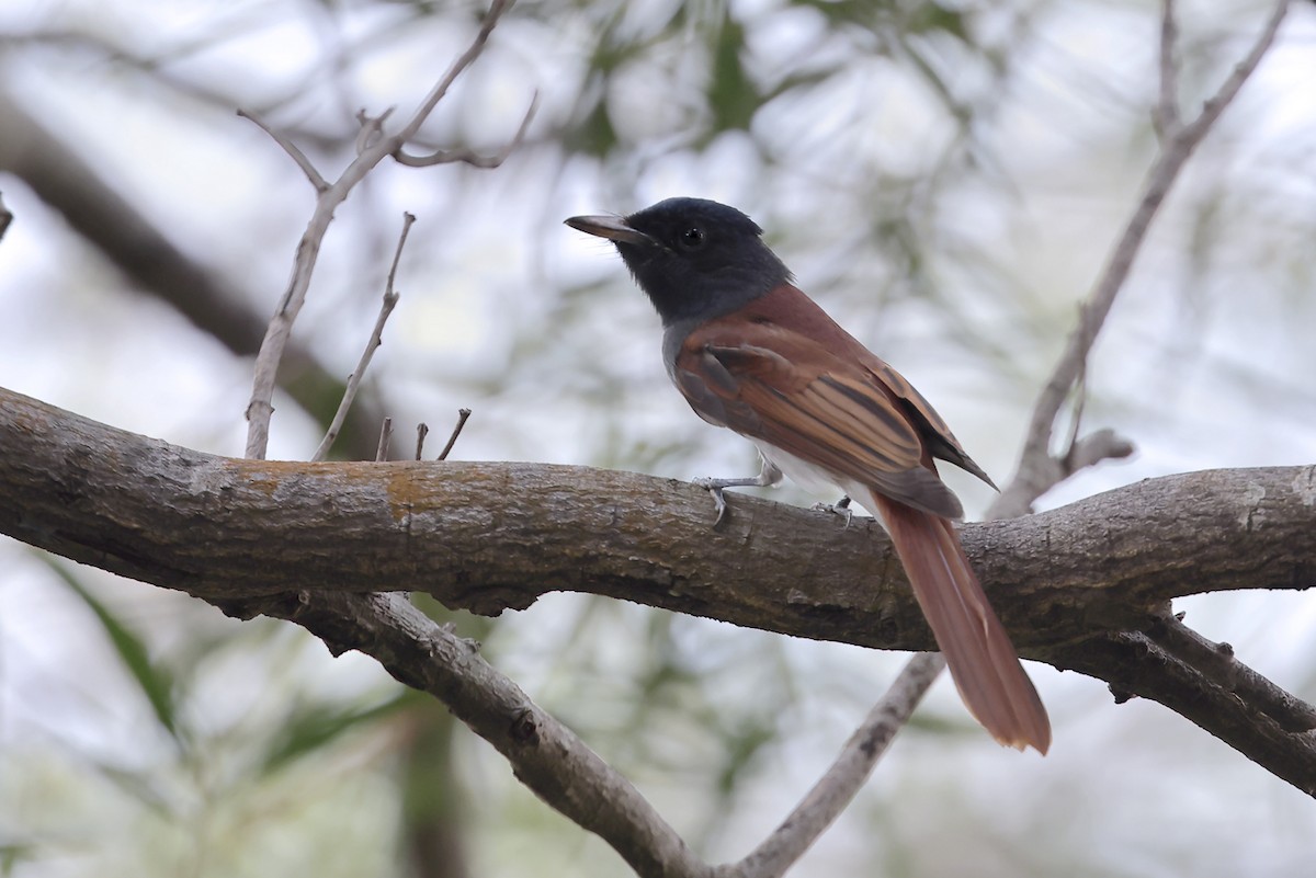 Amur Paradise-Flycatcher - ML643703024