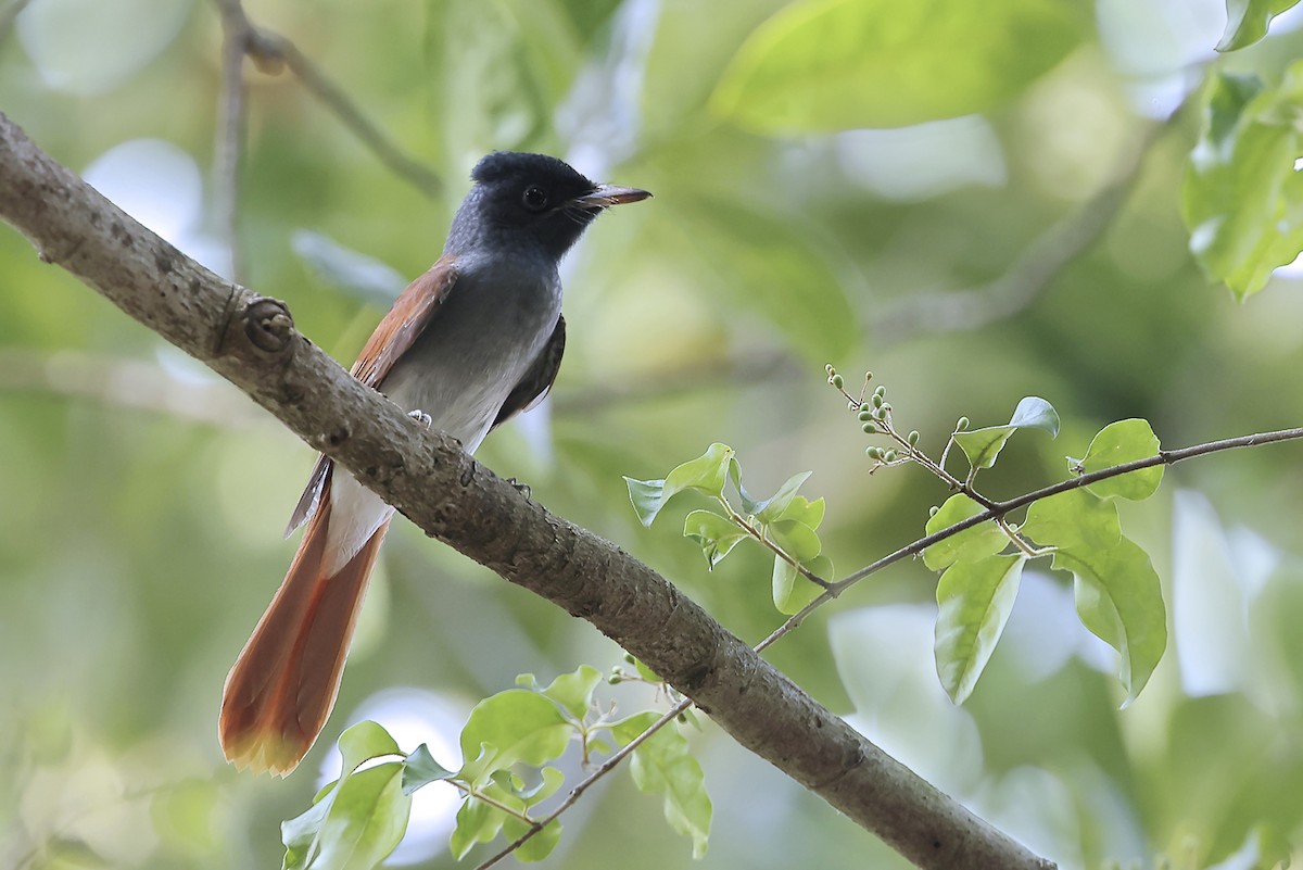 Amur Paradise-Flycatcher - ML643703025