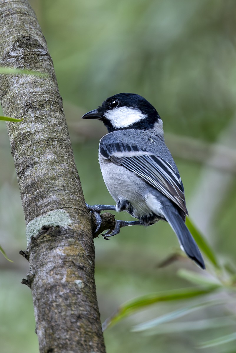 Asian Tit (commixtus) - ML643703028