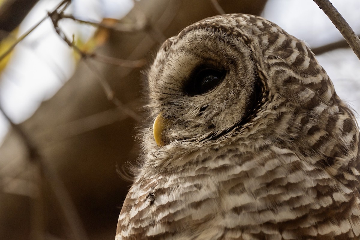 Barred Owl - ML643703029