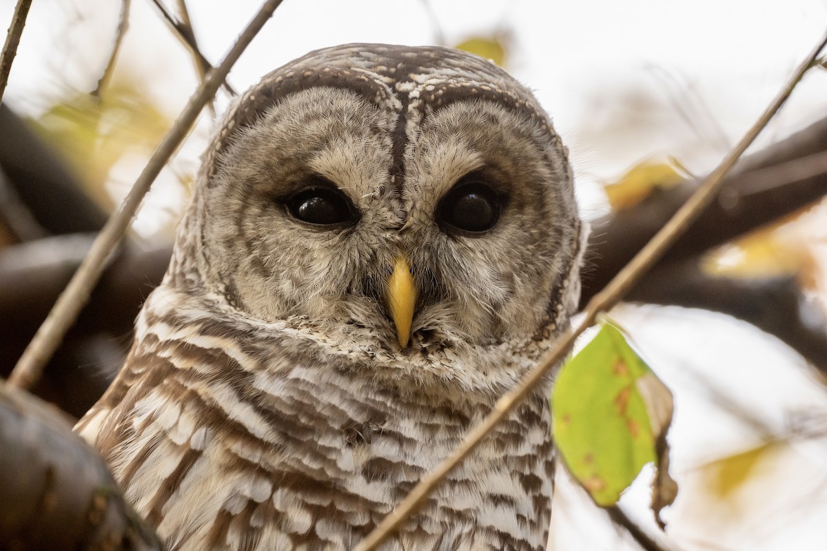 Barred Owl - ML643703030