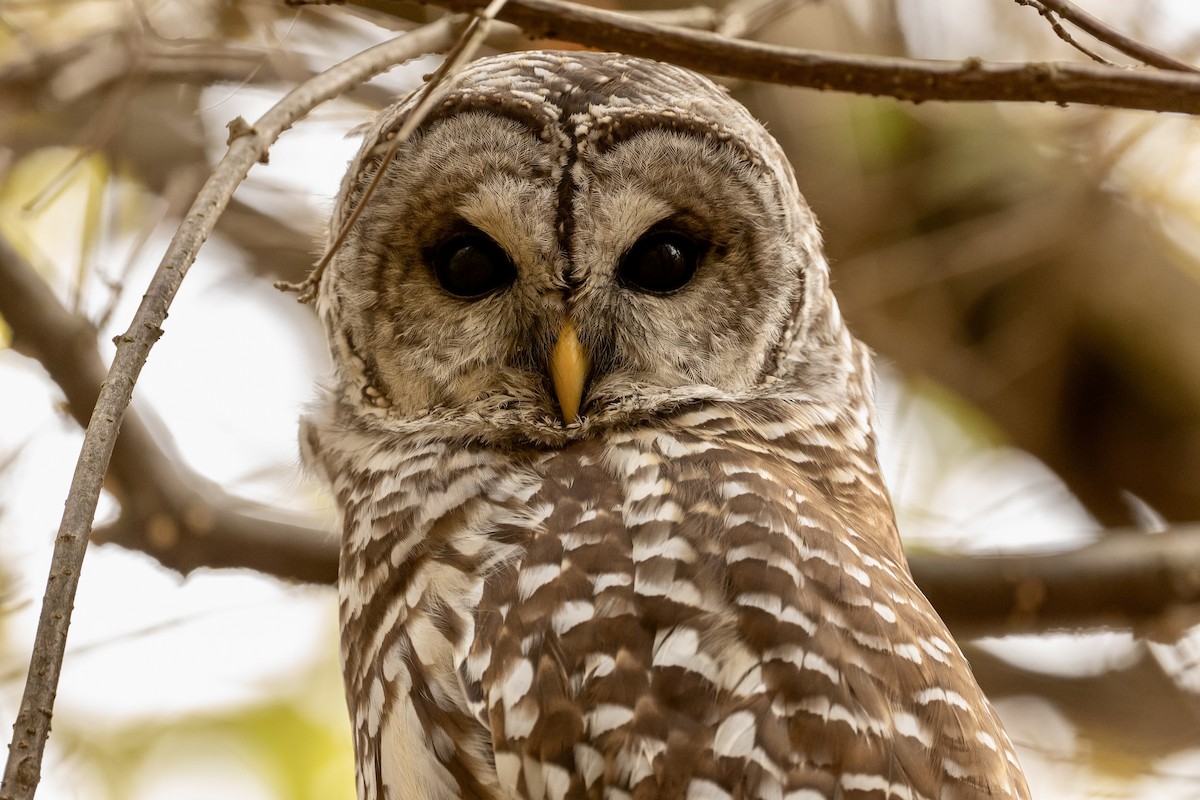 Barred Owl - ML643703031
