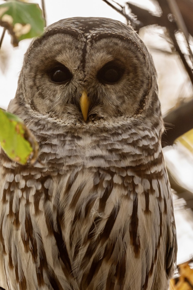 Barred Owl - ML643703032