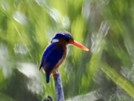 Malachite Kingfisher - ML643703037