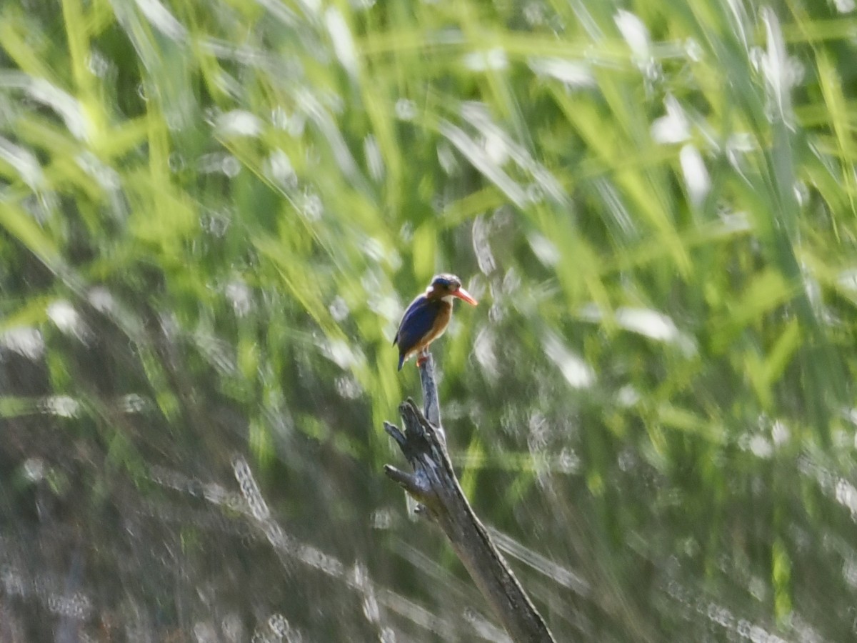 Malachite Kingfisher - ML643703038