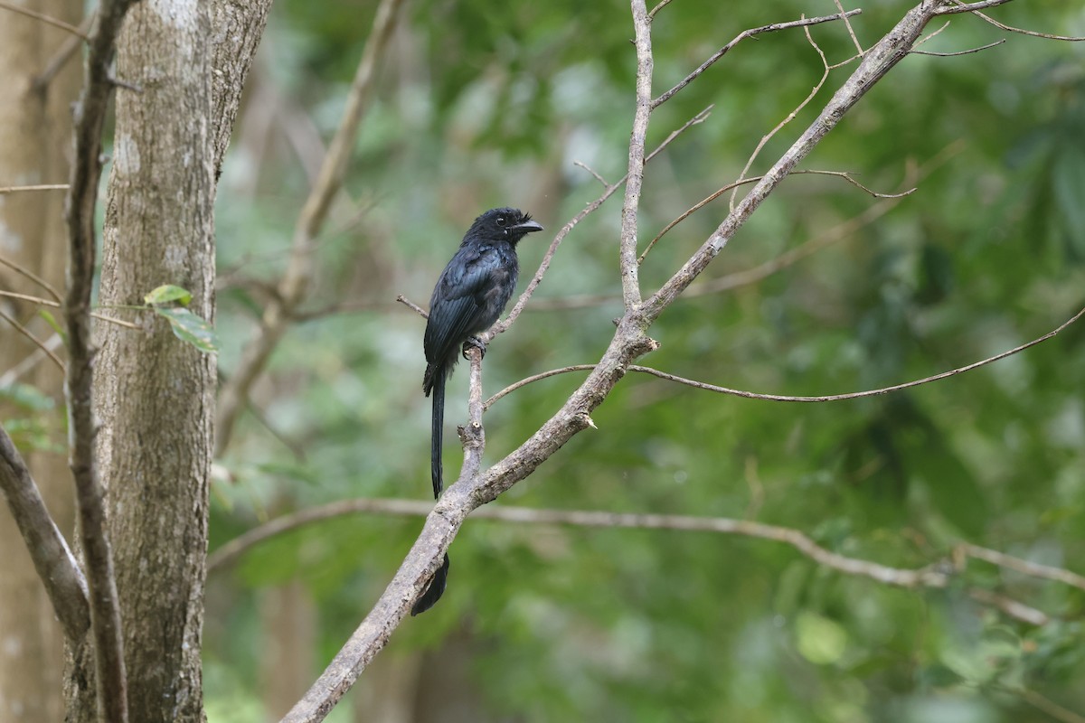 Greater Racket-tailed Drongo - ML643703049