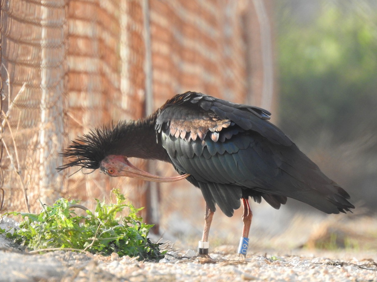 Northern Bald Ibis - ML643703052