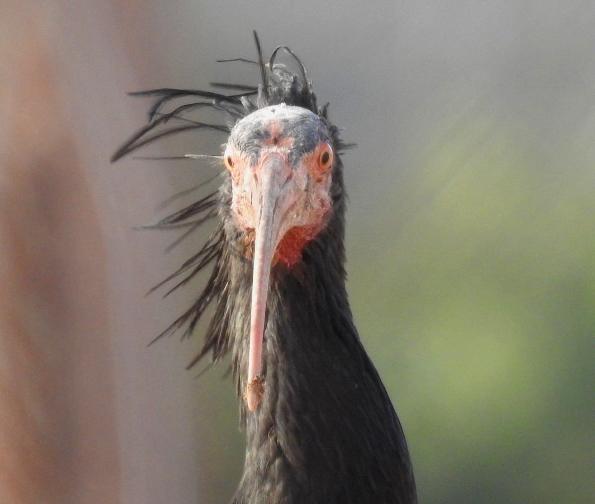 Northern Bald Ibis - ML643703059