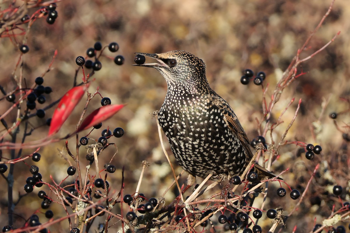 Хар тодол - ML643703060