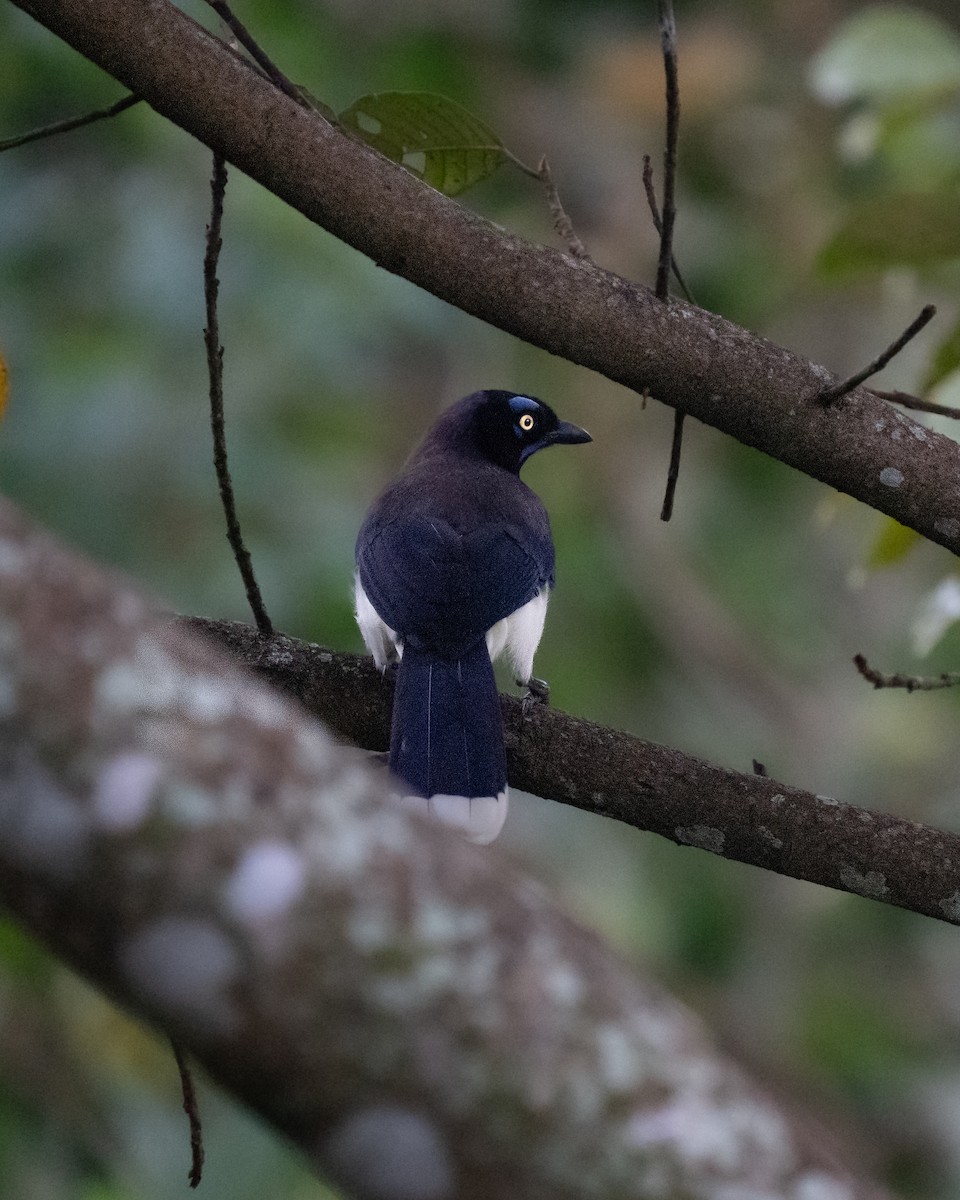 Black-chested Jay - ML643703068