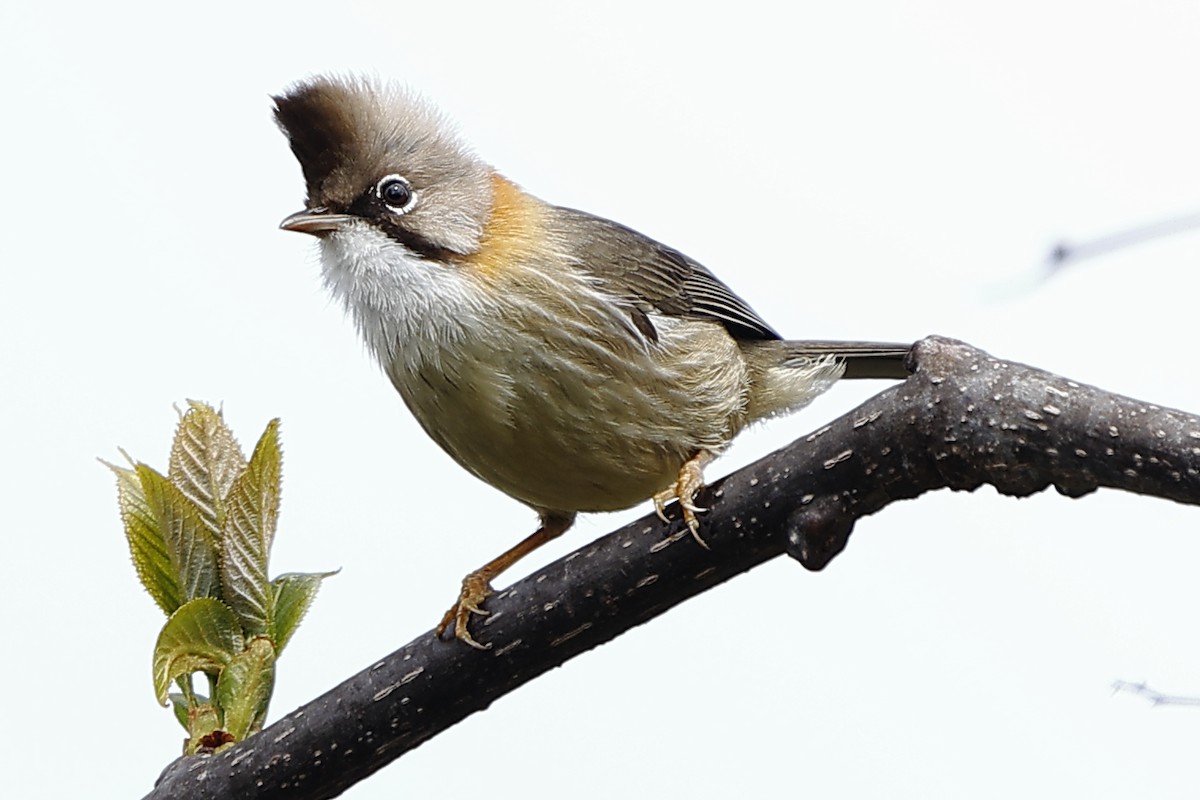 Whiskered Yuhina - ML643703070