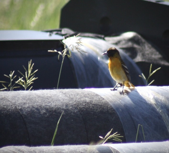 Baltimore Oriole - ML643703071
